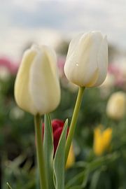 Blühende Tulpen auf einem Tulpenfeld von Heiko Kueverling