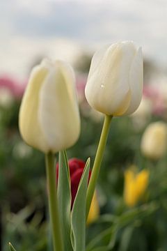 Blühende Tulpen auf einem Tulpenfeld