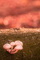 Mushrooms together
