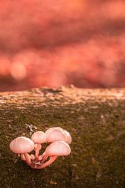 Mushrooms together by Nynke Nicolai