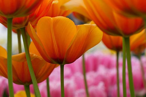 Tulpen in het voorjaar keukenhof