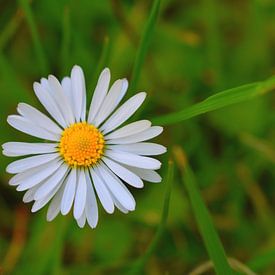 Gänseblümchen von Johann Bucher