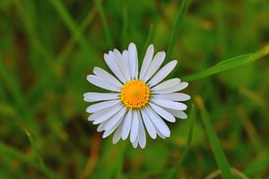 marguerite sur Johann Bucher