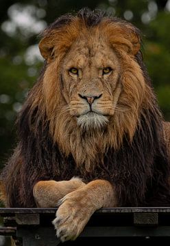 African Lion. by Wouter Van der Zwan