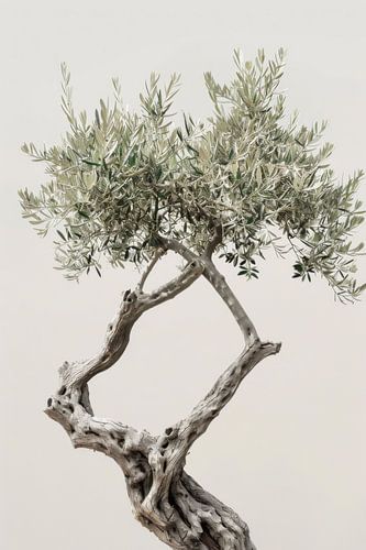 Tijdloze olijfboom