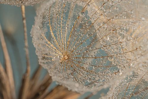 Une peluche dorée sur une étoile du matin (Tragopogon)