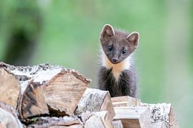 Young pine marten by RobJansenphotography