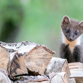 Young pine marten by RobJansenphotography