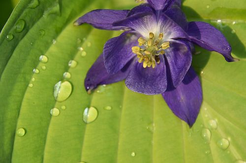 Une fleur ancolie au jardin