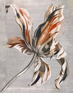 Botanische Tulpe