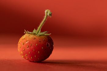 Fraise sur fond rouge