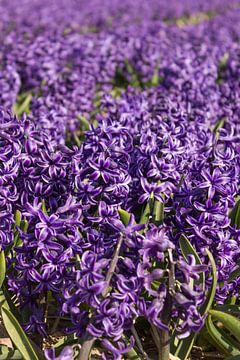 Hyacinten in bloei van Maria Nevels