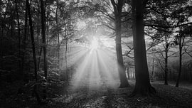 beams of light at the Nijenburg estate