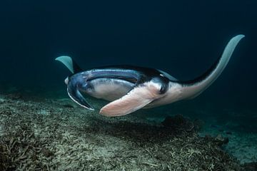 Mantarochen von Michelle Vanmaele