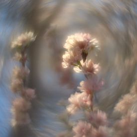 Frühlingsblüte von Wim van Berlo