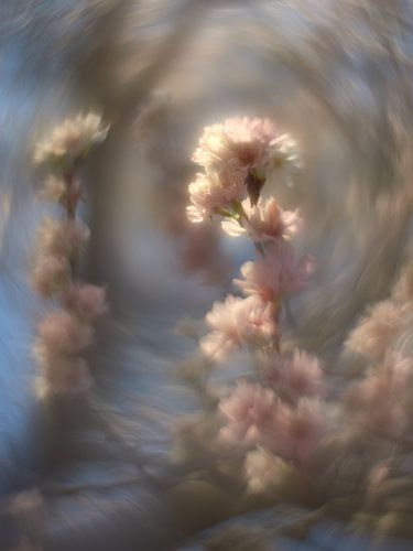 Spring blossom by Wim van Berlo