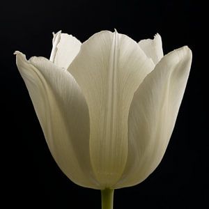Natürliche Schönheit: Die weiße Tulpe
