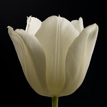 Natural beauty: The white tulip by Marjolijn van den Berg