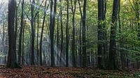 Solarharfe im Herbstwald von Cees Stalenberg Miniaturansicht