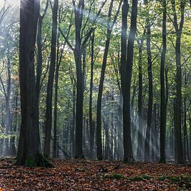 Zonneharp in het herfstbos van Cees Stalenberg