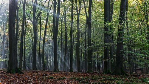 Solarharfe im Herbstwald