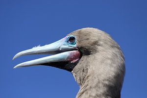 Fou à pieds rouges