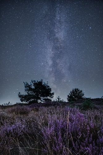 Heather purple under the stars