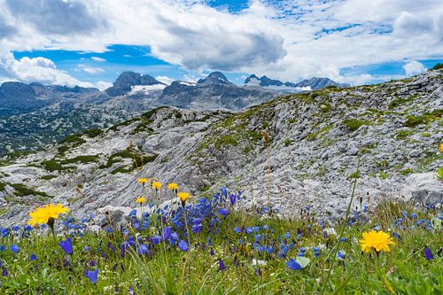 Berglandschaft mit gelben und lila Blumen