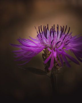 Cornflower spider van Sandra Hazes