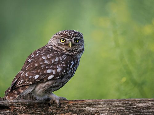 Little owl on an old fence with oilseed rape in the background. by Astrid Brouwers