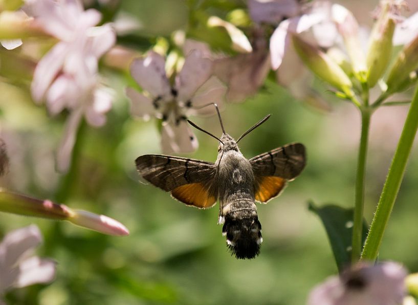 Kolibrievlinder. by Robert Moeliker