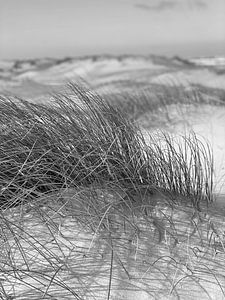 sich im Wind wiegender Strandhafer von Hanneke Bantje