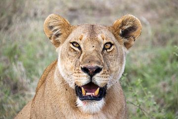Wildtiere Tansania, Löwin von Megan Schouten
