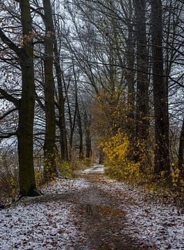 Zicht op het bospad op een mistige dag in de winter van Alex Winter