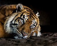 Resting Majesty: The Intense Gaze of a Sumatran Tiger