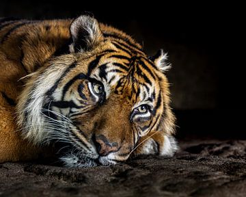 Rustende Majesteit: De Intense Blik van een Sumatraanse Tijger van Wouter Triki Photography