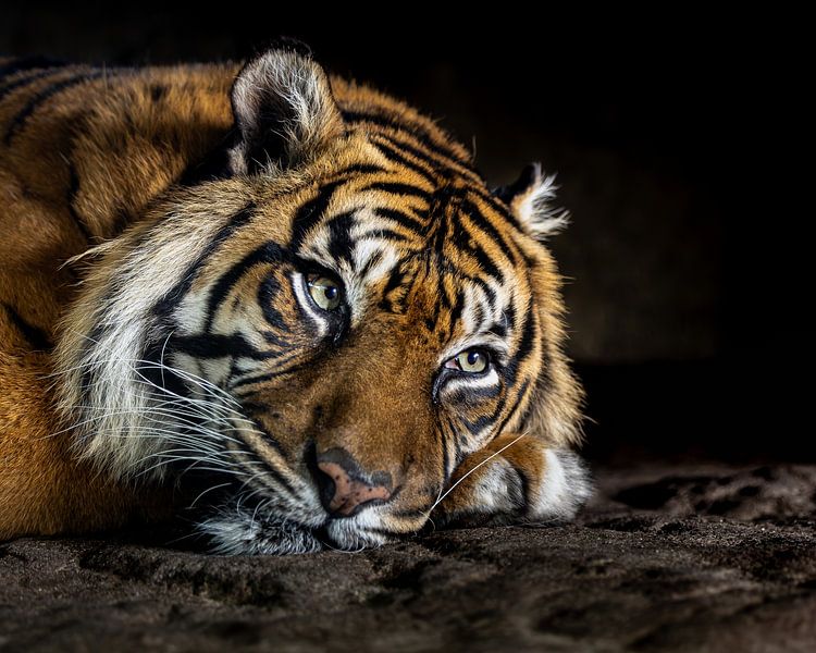 Resting Majesty: The Intense Gaze of a Sumatran Tiger by Triki Photography