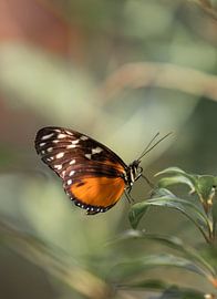 Oranje bruine vlinder