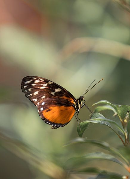 Oranje bruine vlinder von Arnold Loorbach Photography