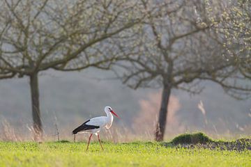 Ooievaar (Ciconia ciconia) van Dirk Rüter