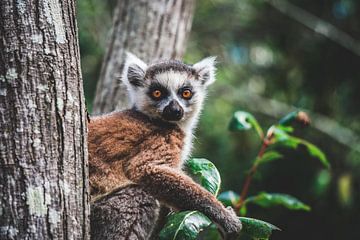 Ringstaartmaki in Madagascar van Expeditie Aardbol