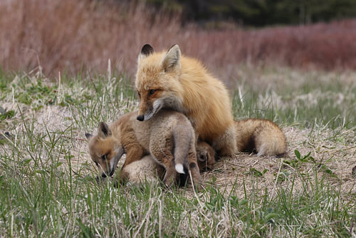 A red fox (Vulpes vulpes) nursing its young, Newfoundland, Canada.