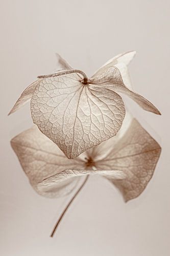 Nature morte : Une feuille d'hortensia