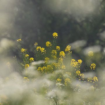 Blumen für dich von Nadine Van Schie