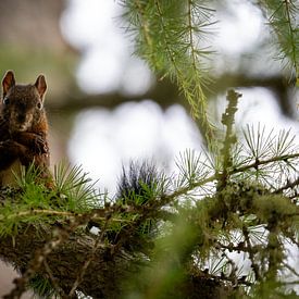 Das niedliche Eichhörnchen auf dem Baum von Daisy Renders