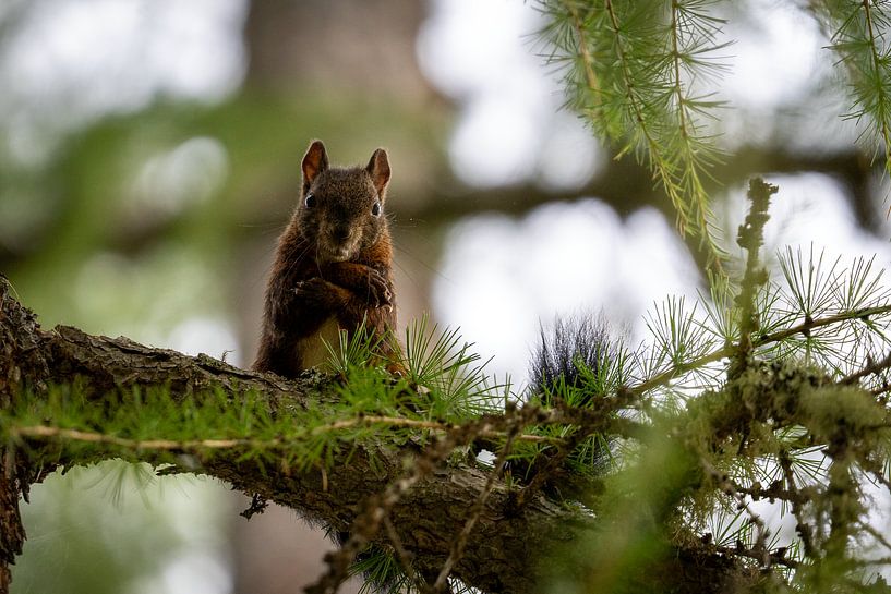 L'écureuil mignon dans l'arbre par Daisy Renders