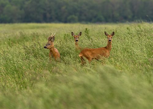 Deer in the Hunzedal in Drenthe