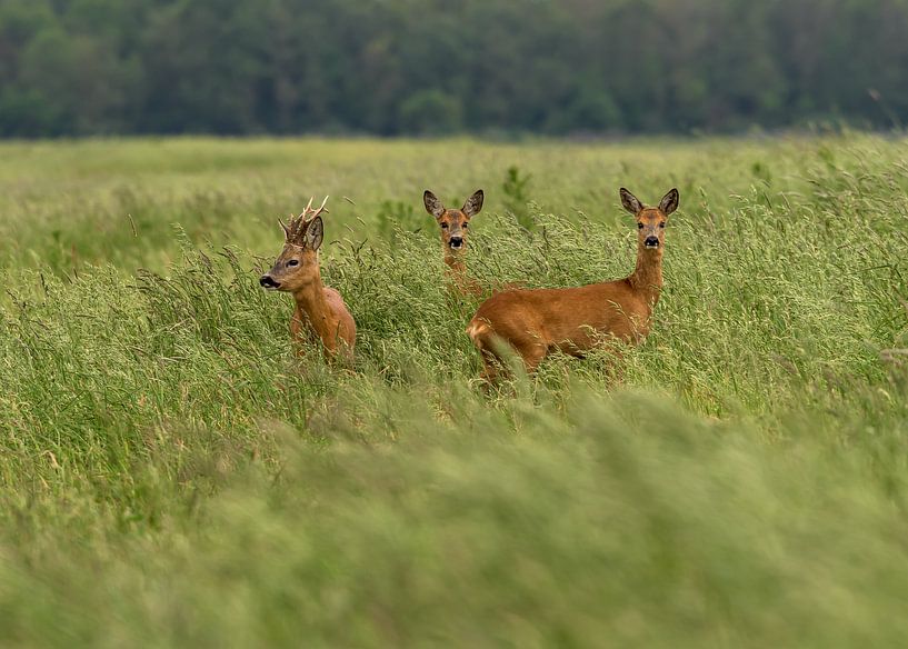 Deer in the Hunzedal in Drenthe by Henk Osinga