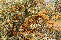 Sea buckthorn plant by Lisa Becker thumbnail