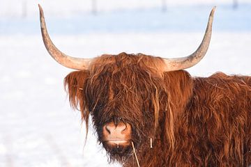 Schotse hooglander in de sneeuw. van Wim Jacobs